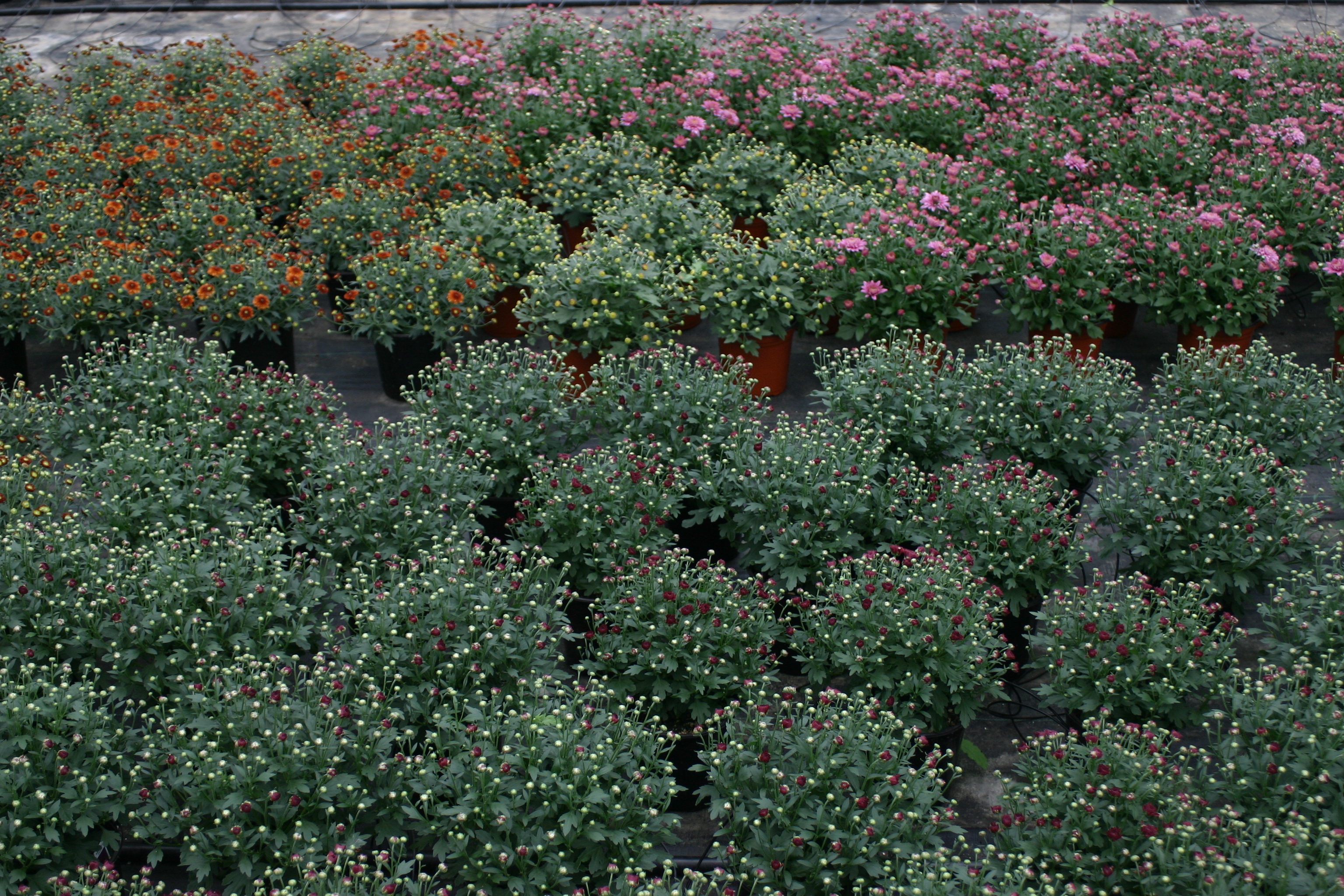 Michigan West Shore Nursery