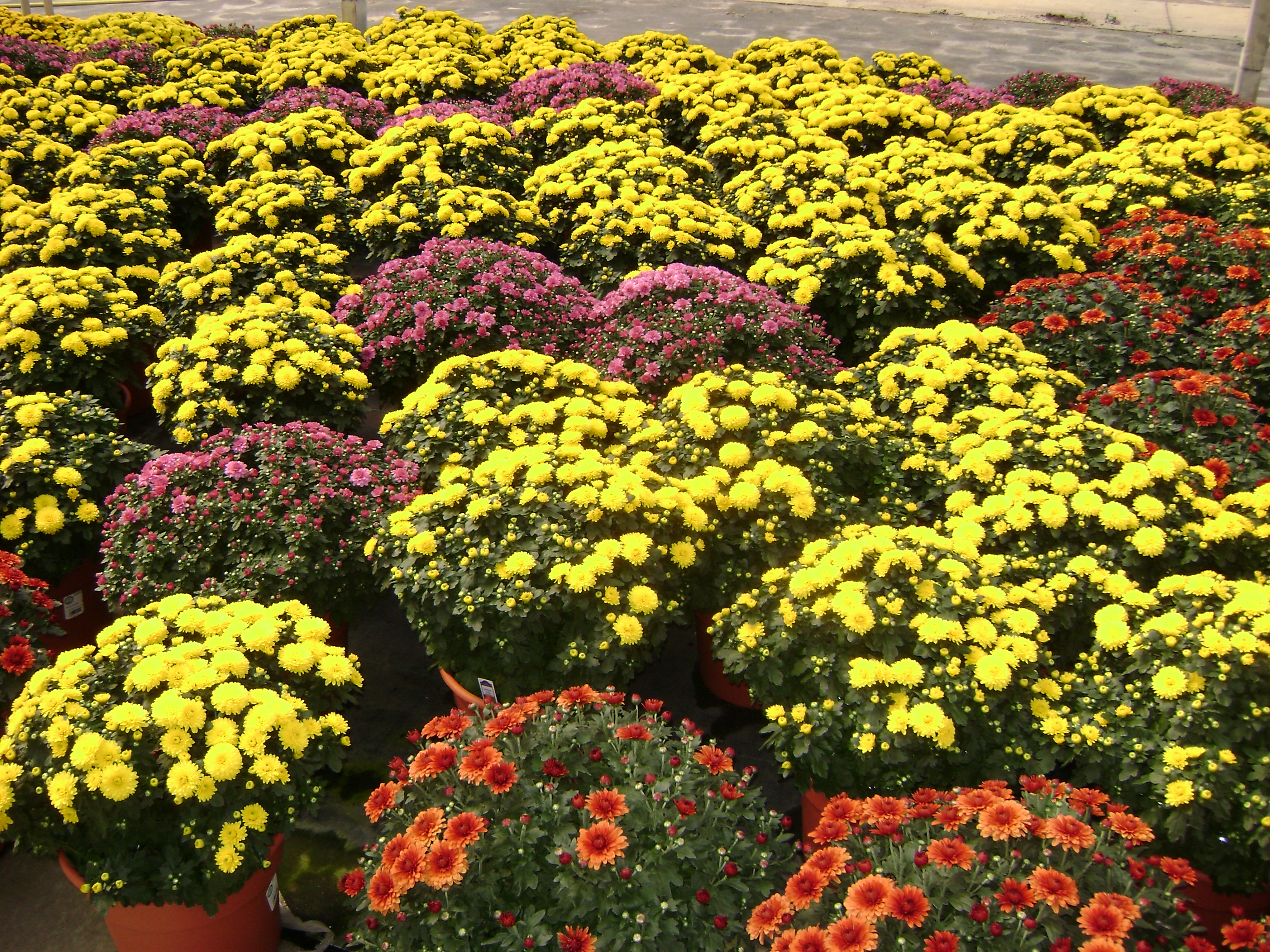 Michigan West Shore Nursery