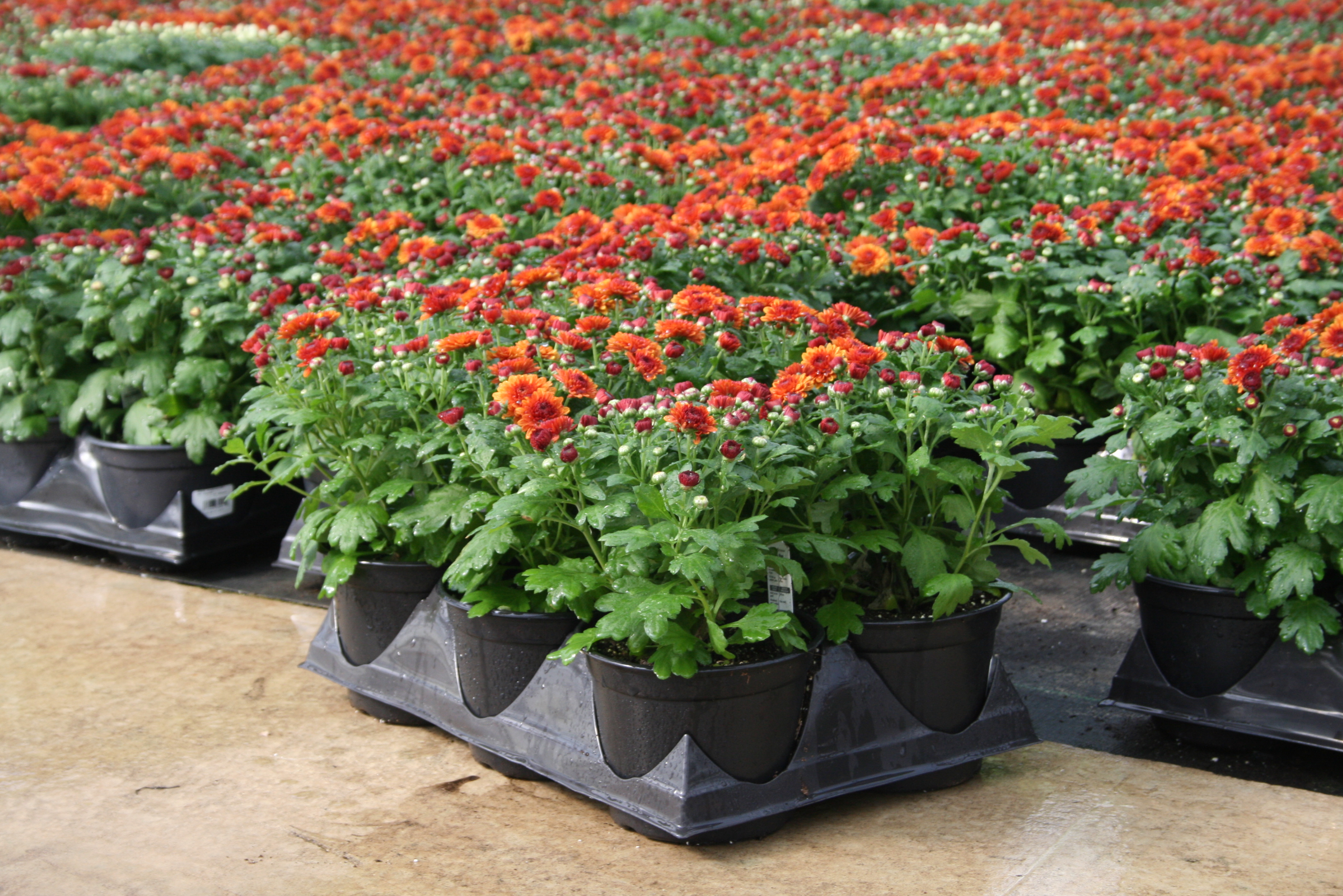 Michigan West Shore Nursery